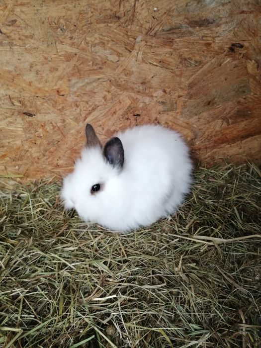 Sprzedam króliczki miniaturki młode