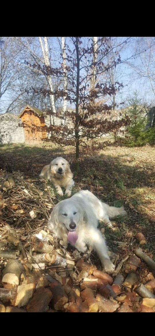 Pies Golden Retriever z Rodowodem i pełną dokumentacją FCE
