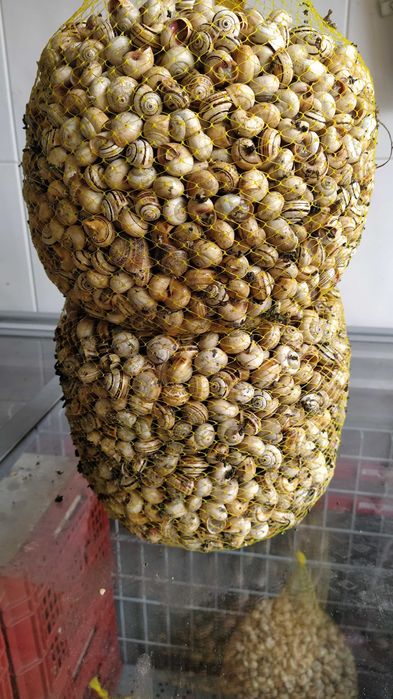 Rolo de Rede para embalar Caracóis ou Moluscos.