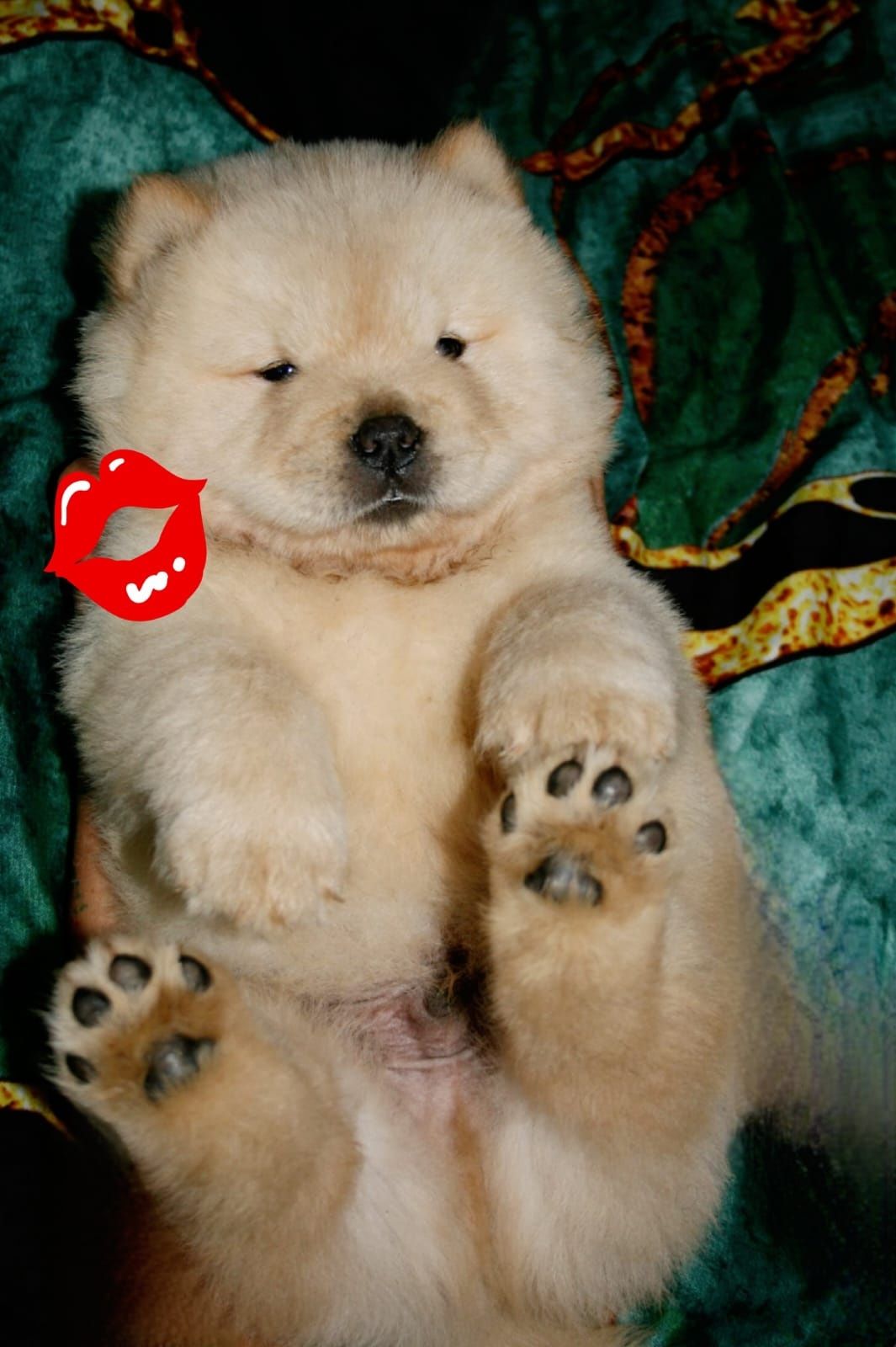 Samiec chow chow szczeniak