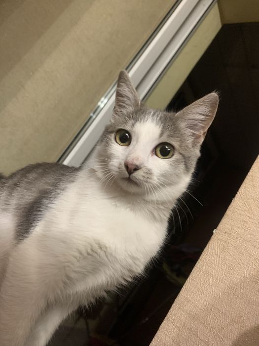 Відамо кішку в добрі руки