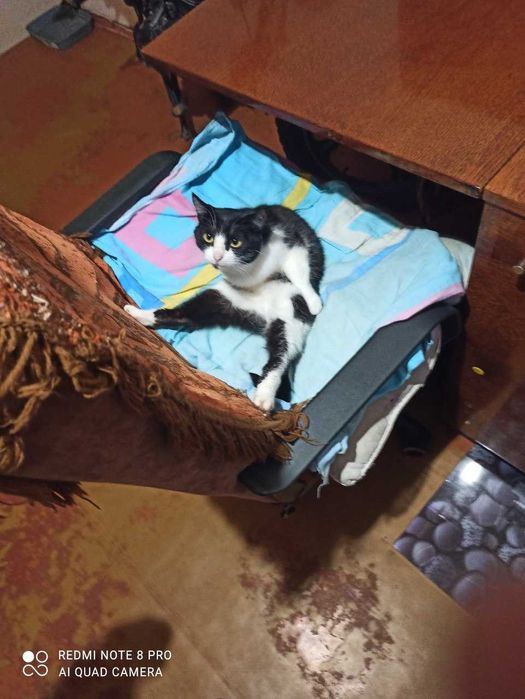 Терміново шукаємо дім для кішечки!