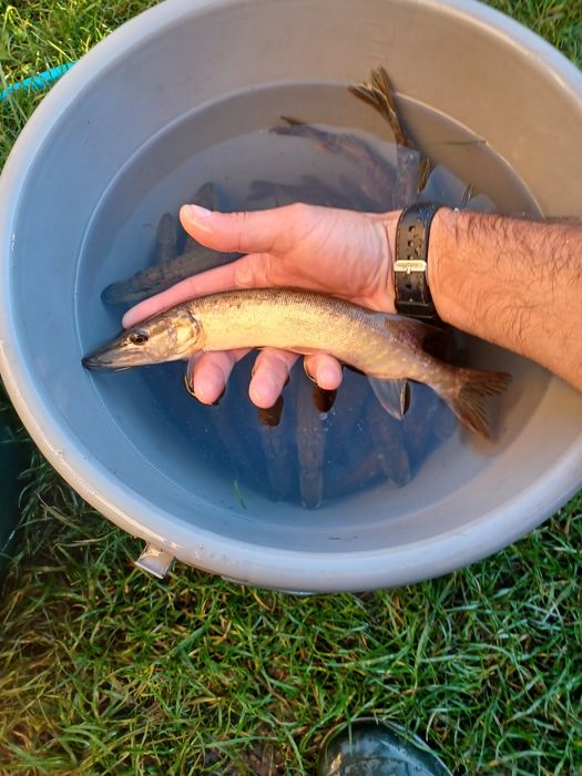 Sandacz 25cm . Szczupak  , Miętus , Palia.