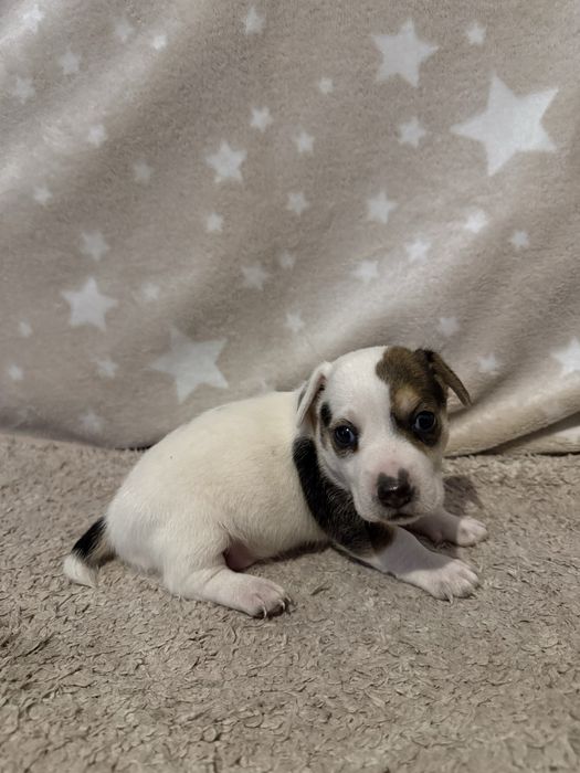 Suczka Jack Russell Terrier szczeniak