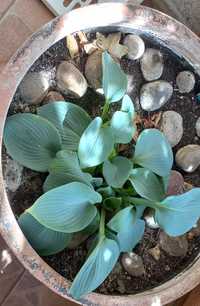 Hosta "hadspen blue"