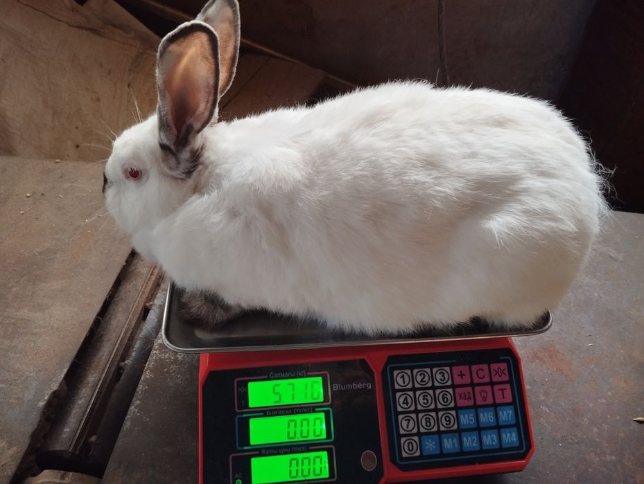 Кролі кролики на плем'я