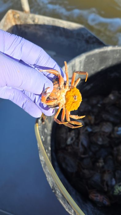 Caranguejo para pesca