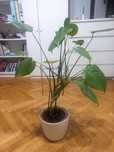Monstera - roślina