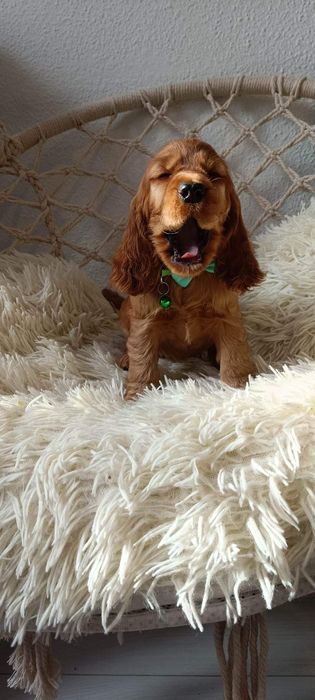 Cocker Spaniel Angielski