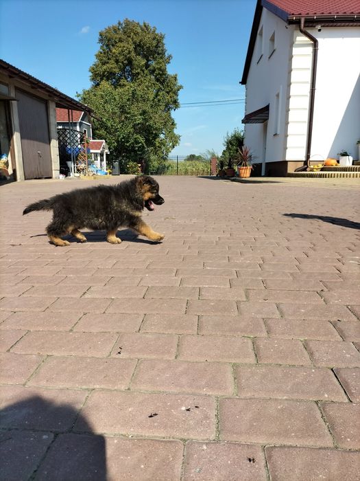 Sprzedam szczenię owczarka niemieckiego