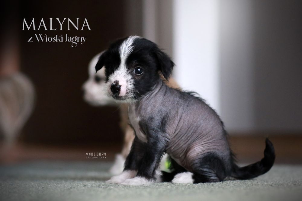 Chiński grzywacz FCI / ZKwP, bezwłosy - suczka