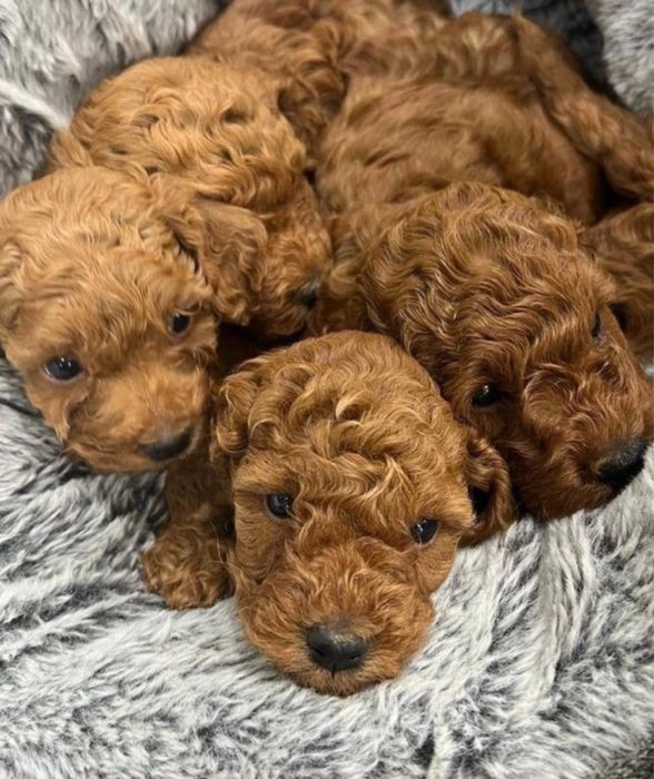 Доставка закордон! Преміальні мальтипу ред браун maltipoo f1