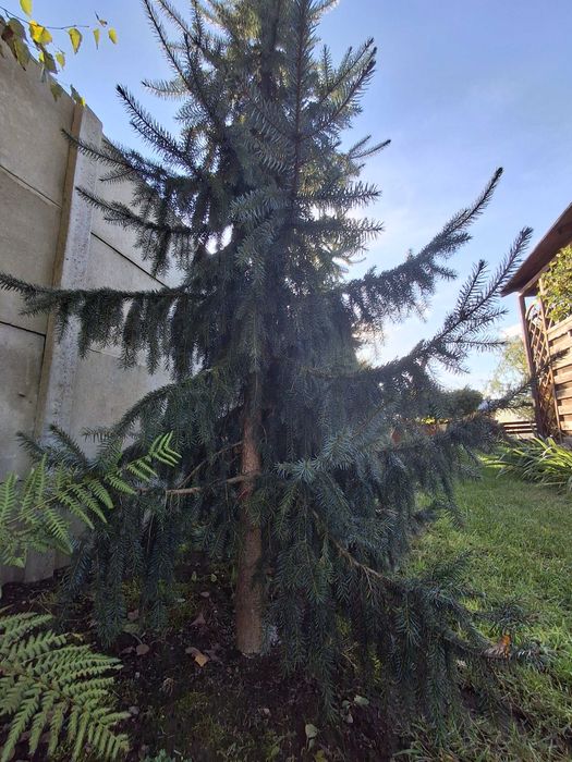 Świerk ponad 200cm ,2 sztuki