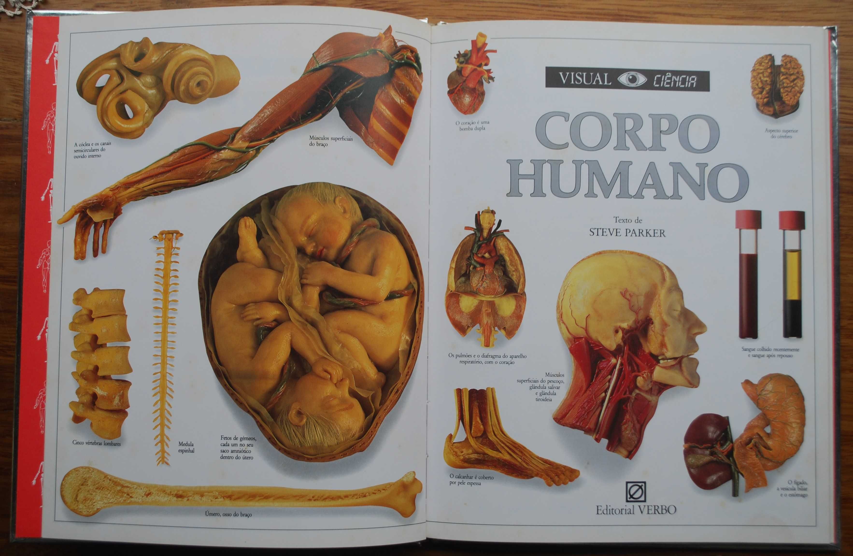 Corpo Humano (Conheça As Maravilhas do Corpo Humano)
