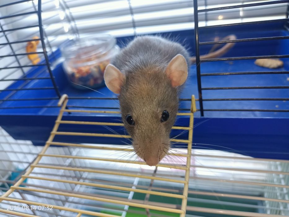 Продам крыску Дамбо с клеткой (не на корм питону)