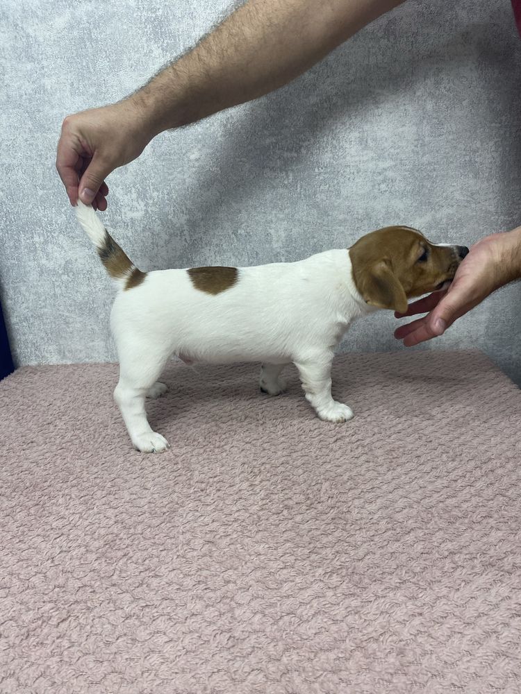 Хлопчик Джек Рассел Jack Russell