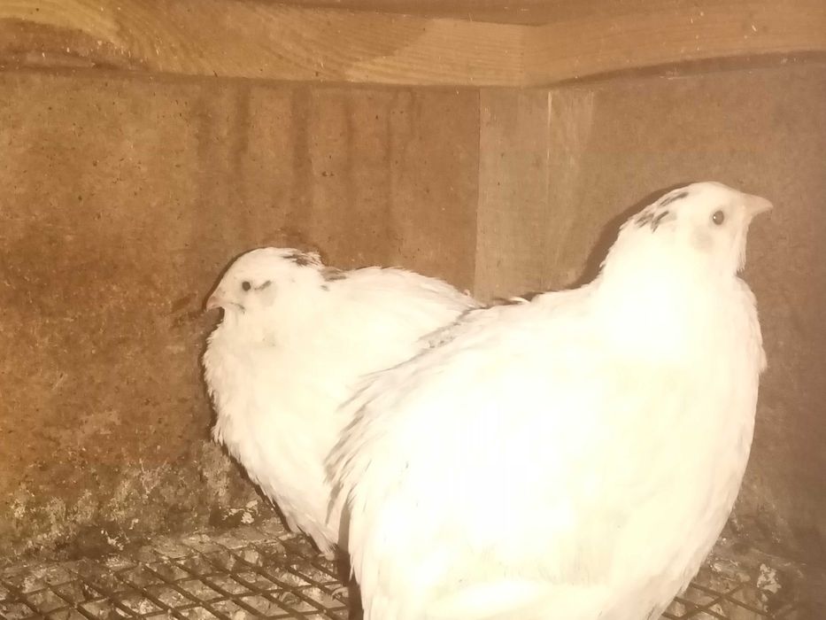 Пропоную техаського перепела. ІЯ