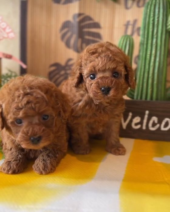 Дівчата і хлопці Той пудель,