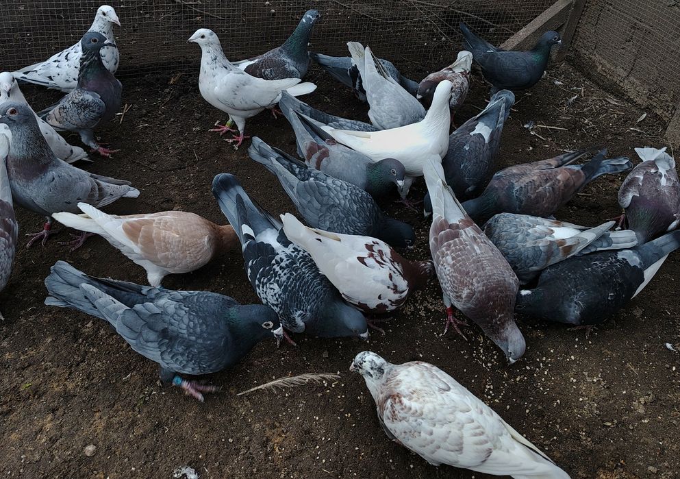 Sprzedam gołębie pocztowe kolorowe