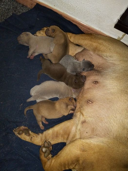 Sharpei para reserva nascidos a 1 novembro 2025