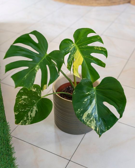 Plantas Interior (Monstera, Philodendron, ect)