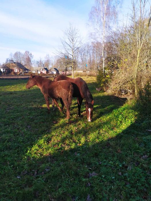 Продам лоша 8 місяців