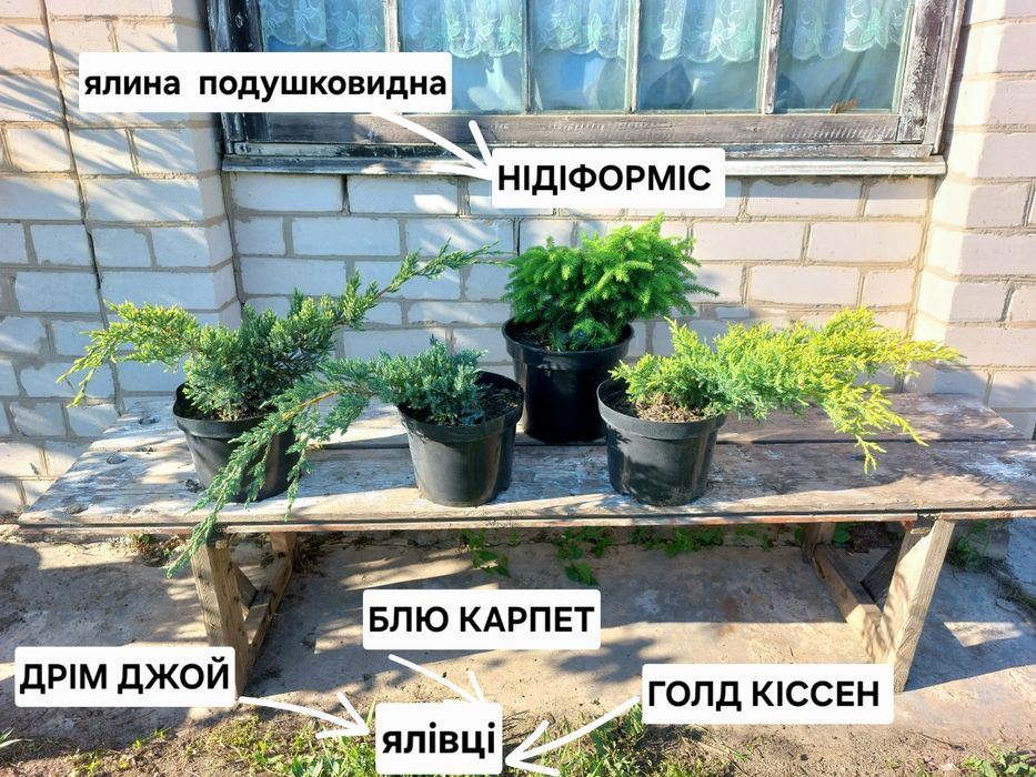Ялина Коніка, ялина Нідіформіс, ялівці скельний Блю Ароу та інші
