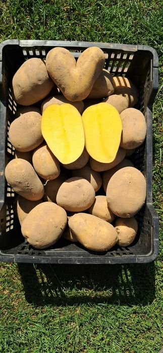 Ziemniaki jadalne Soraya i Queen Anna