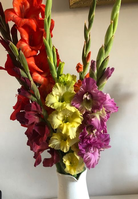 Лук египетский, многоярусный 200грн/кг, гладиолус, бамия, люффа, вигна