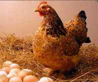 Инкубационное яйцо курец фарма колор.