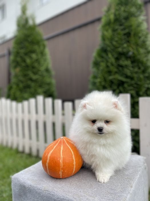Померанський Шпіц чистокровні, батьки КСУ.В описі вся інформація