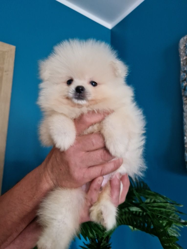 Szpic miniaturowy Pomeranian Boo 2xszczepienia wyprawka I leg