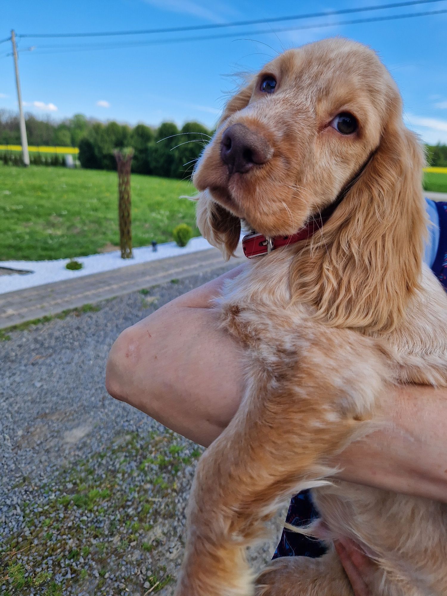 Piesek cocker spaniel