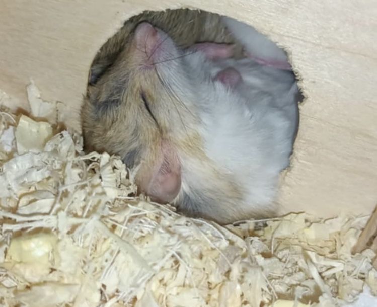 Tłustogon afrykański, nie chomik