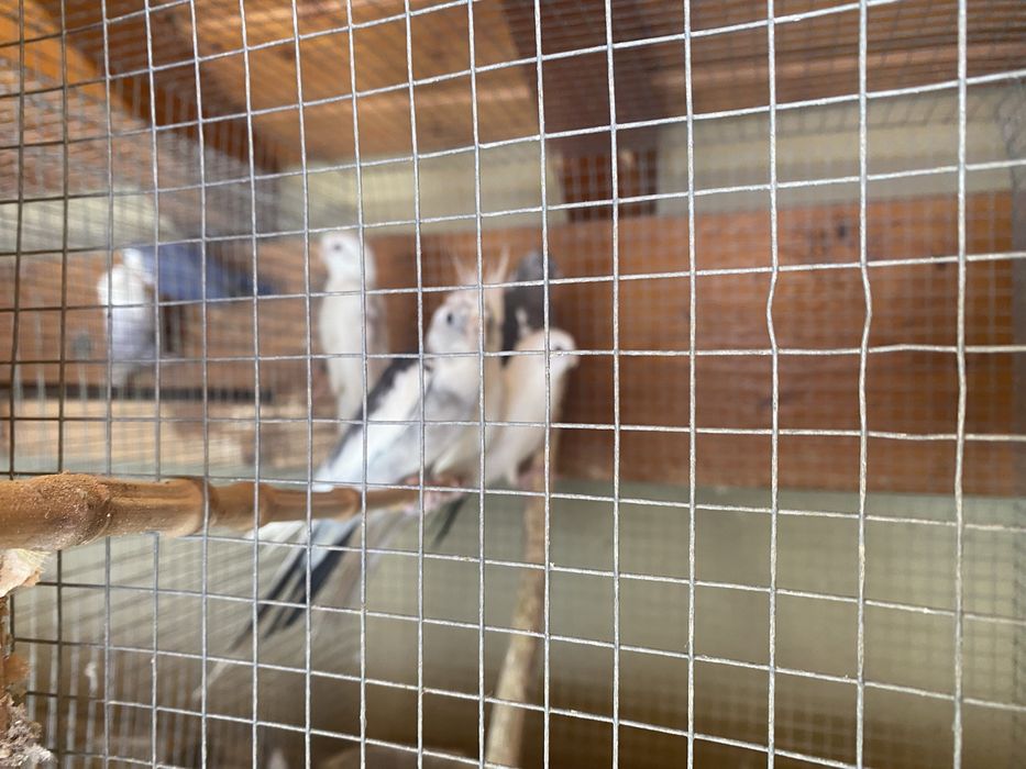 Caturras novas para venda