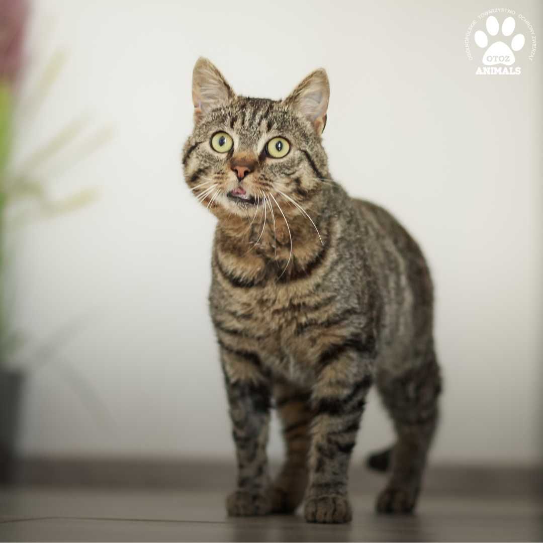Kochany Dropsik szuka domu - kocurek do adopcji