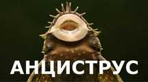 Анциструс: жёлтый, серый, красный вуалевый, звёздчатый, сом присоска