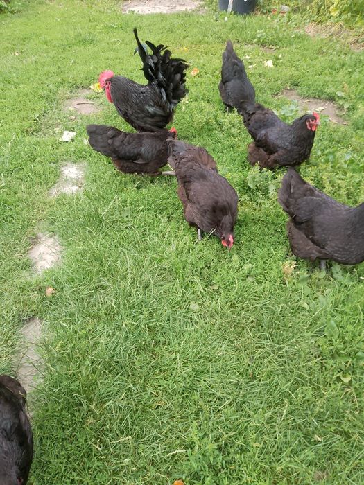 Koguty australorp