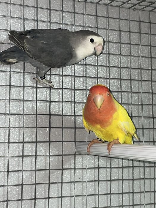 Agapornis roseicollis