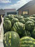 Продам арбуз (кавун) Продюсер,Чарльстон Грей