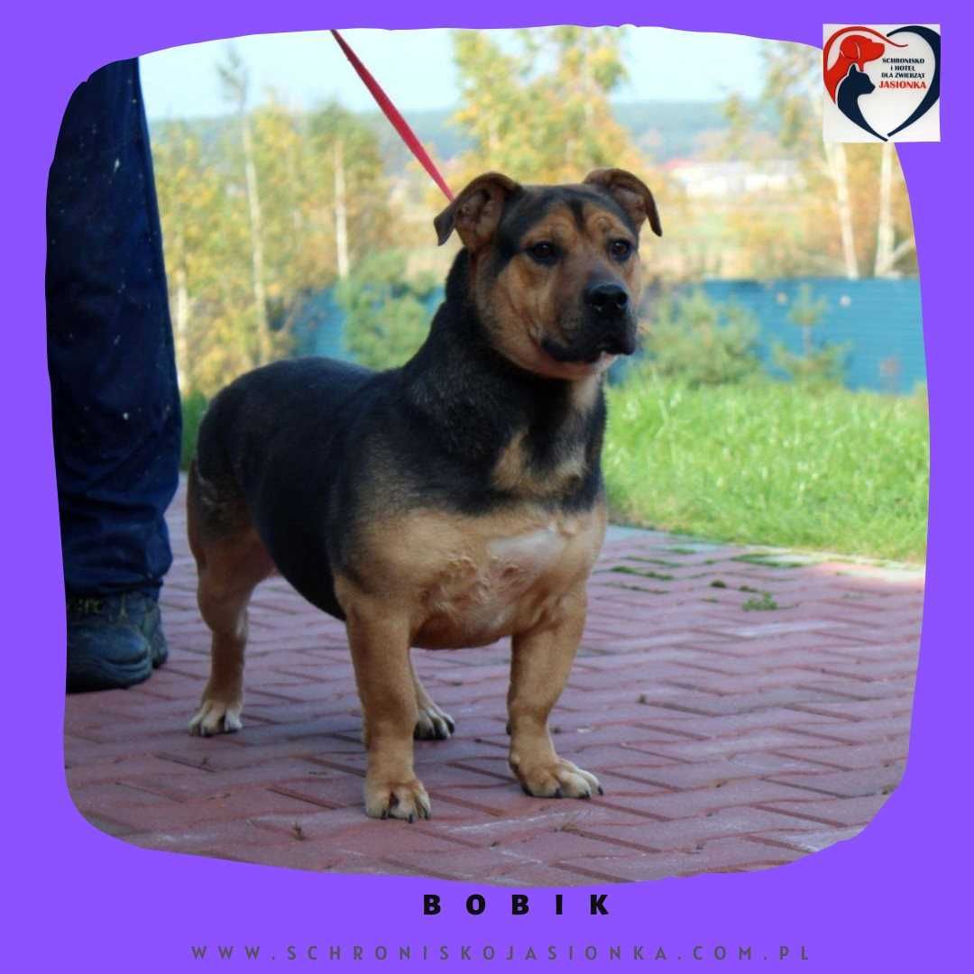 Bobik -do adopcji schronisko