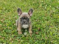 Buldog francuski