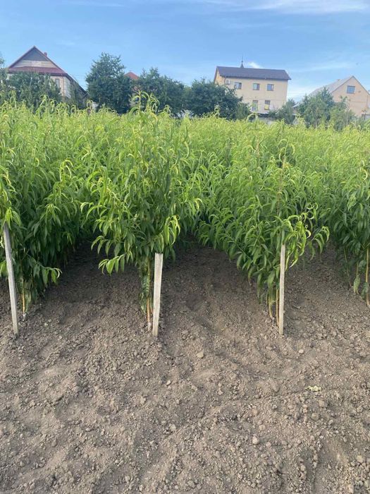 Саджанці Плодових Дерев/ОПТ, Роздріб, Дроп
