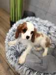 Piesek cavalier King Charlies spaniel