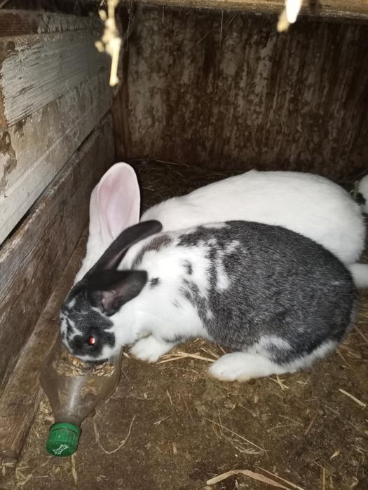 Кролики і кролиці 5 міс