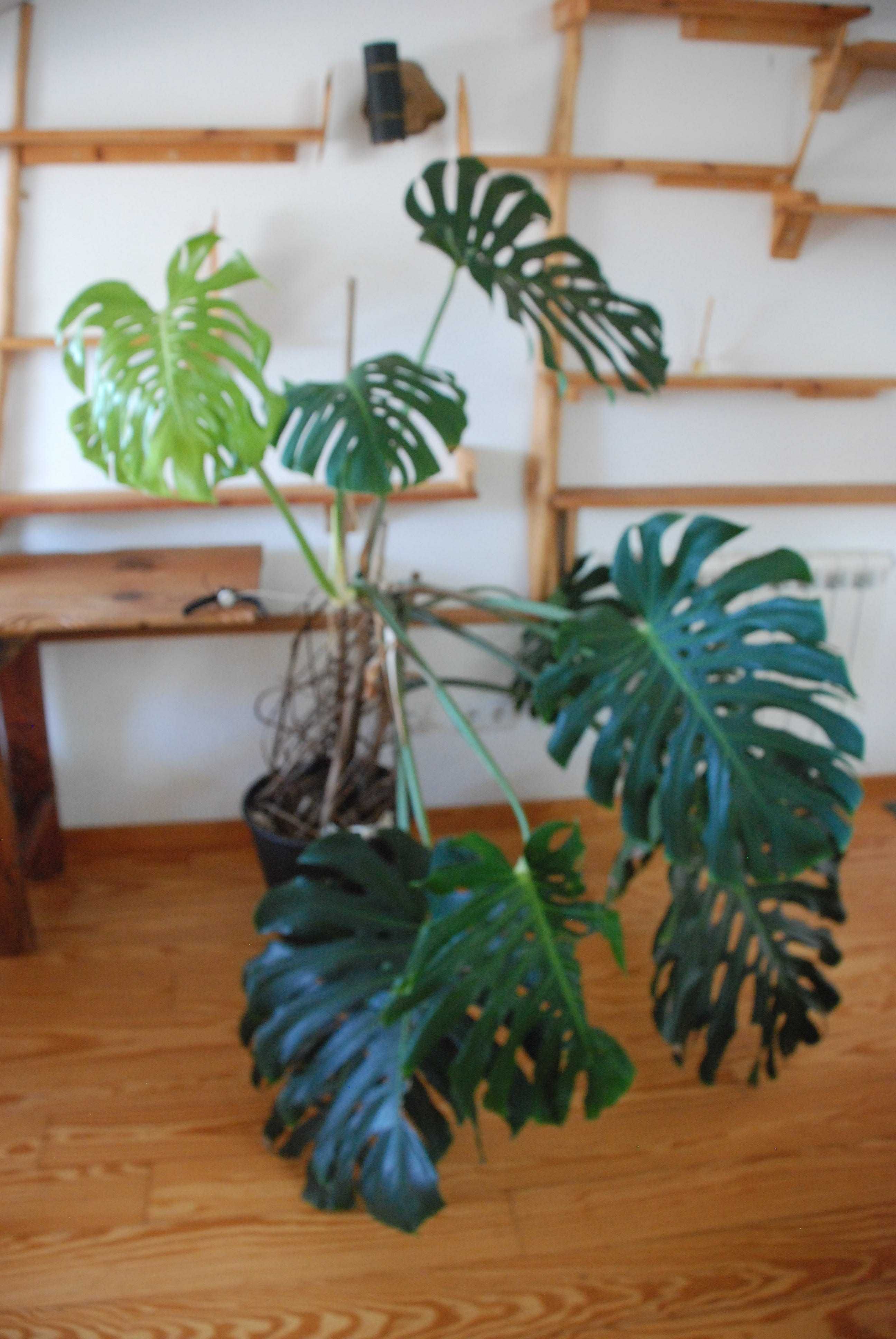 Plantas de apartamento, mosteira, espada de São George, são pedro etc.