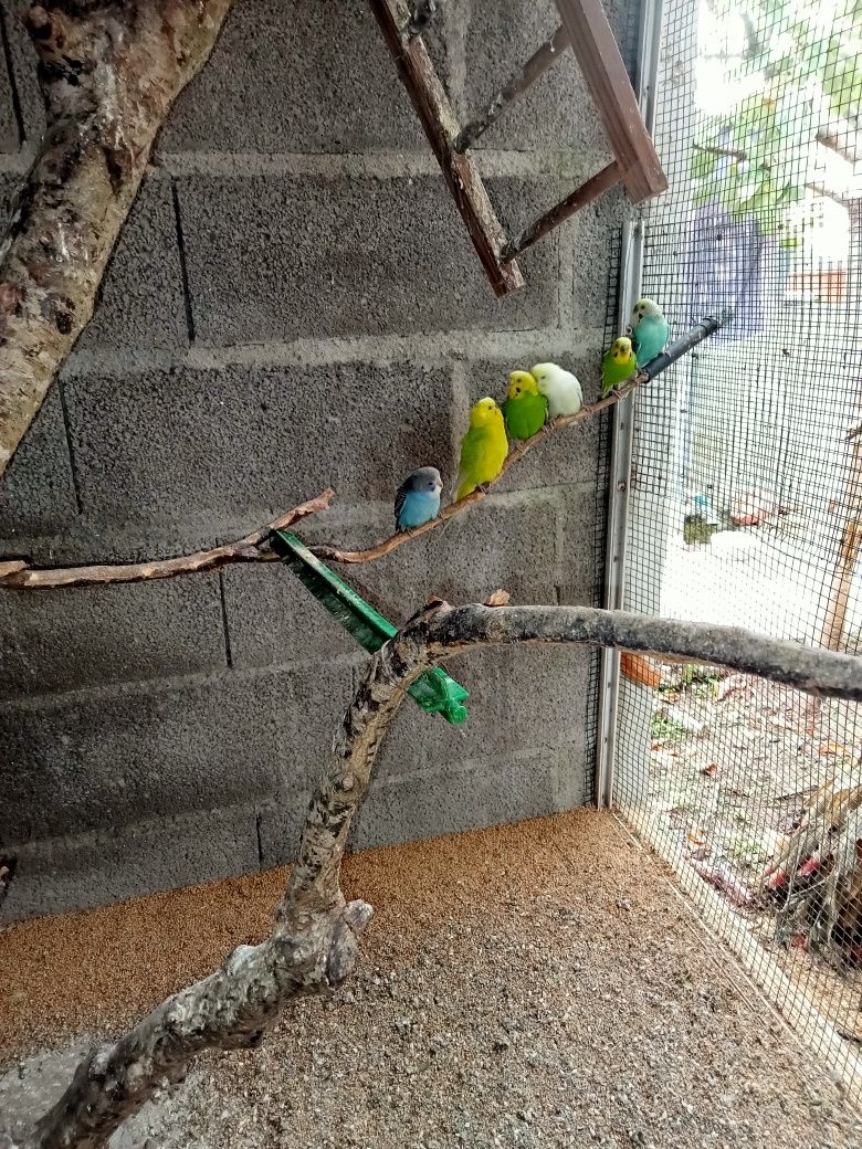Periquitos australianos