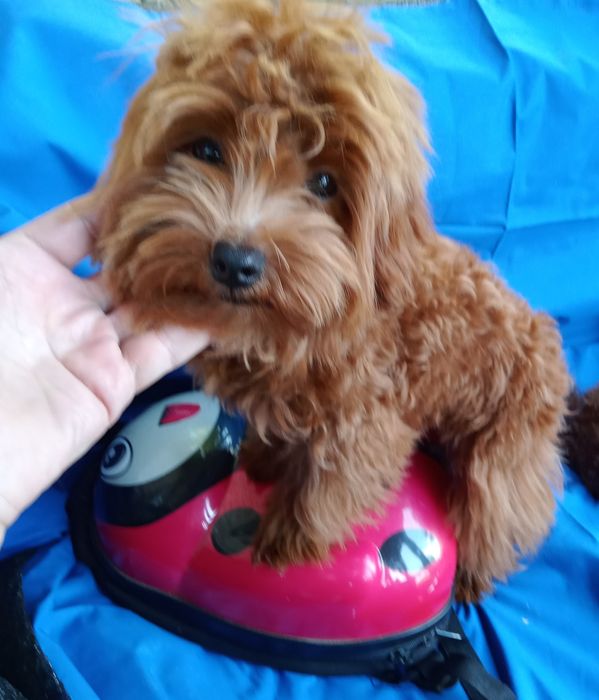 Мальтіпу F2 редбраун,веселунчик.