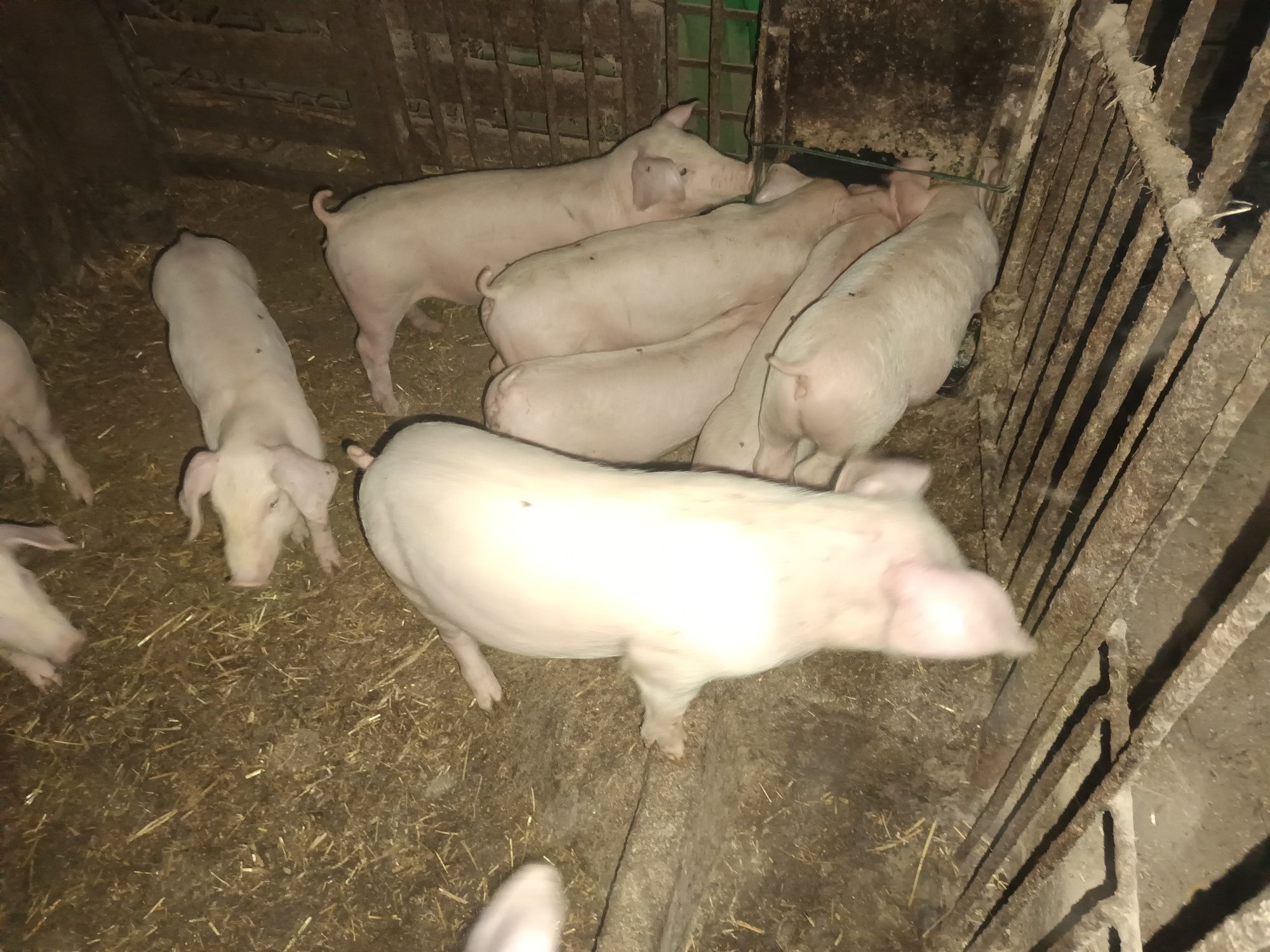 Prosięta  20 szt Odsadzone Odrobaczone zaszczepione Odchowane!