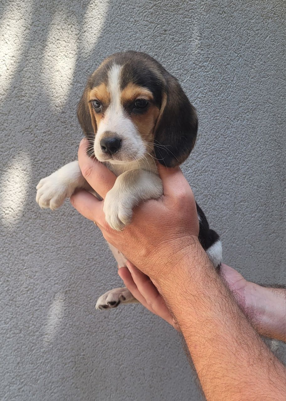 Beagle tricolor femea